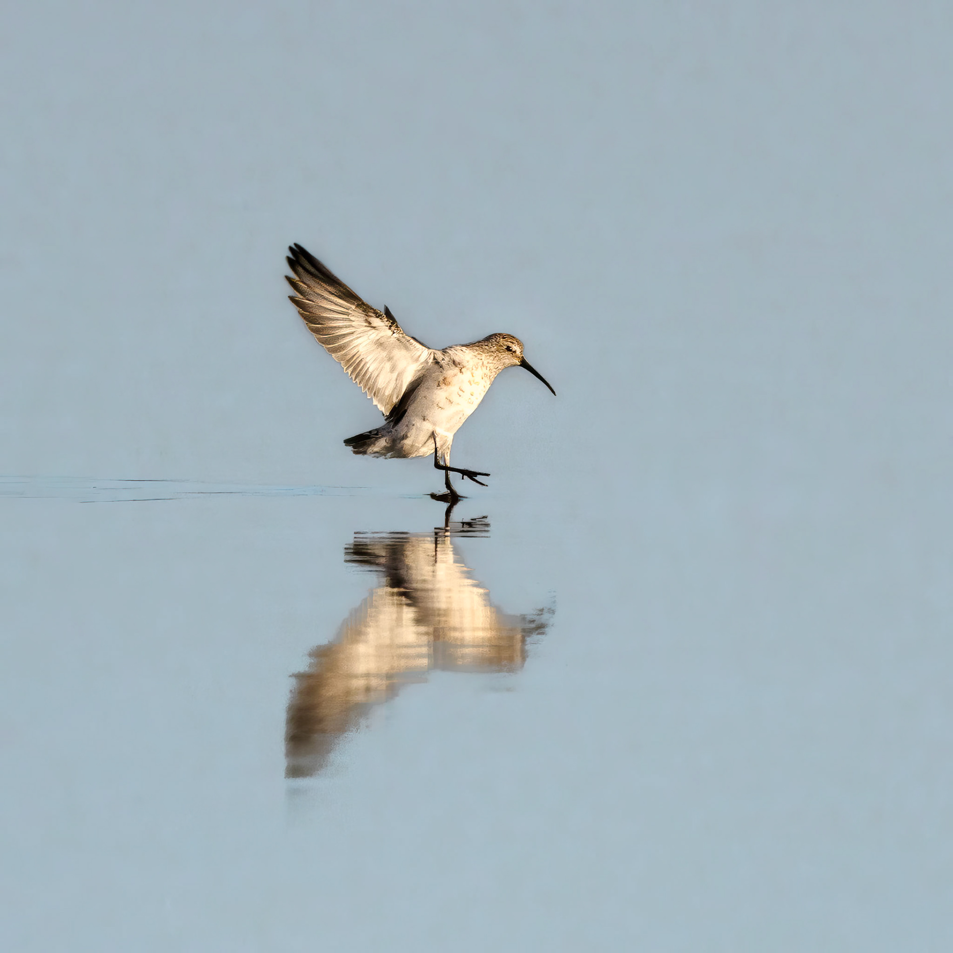 Curlew Sandpiper (?) - Bellarine Peninsula, Victoria, Australia