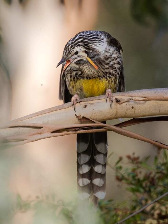 Yellow Wattlebird catching insect