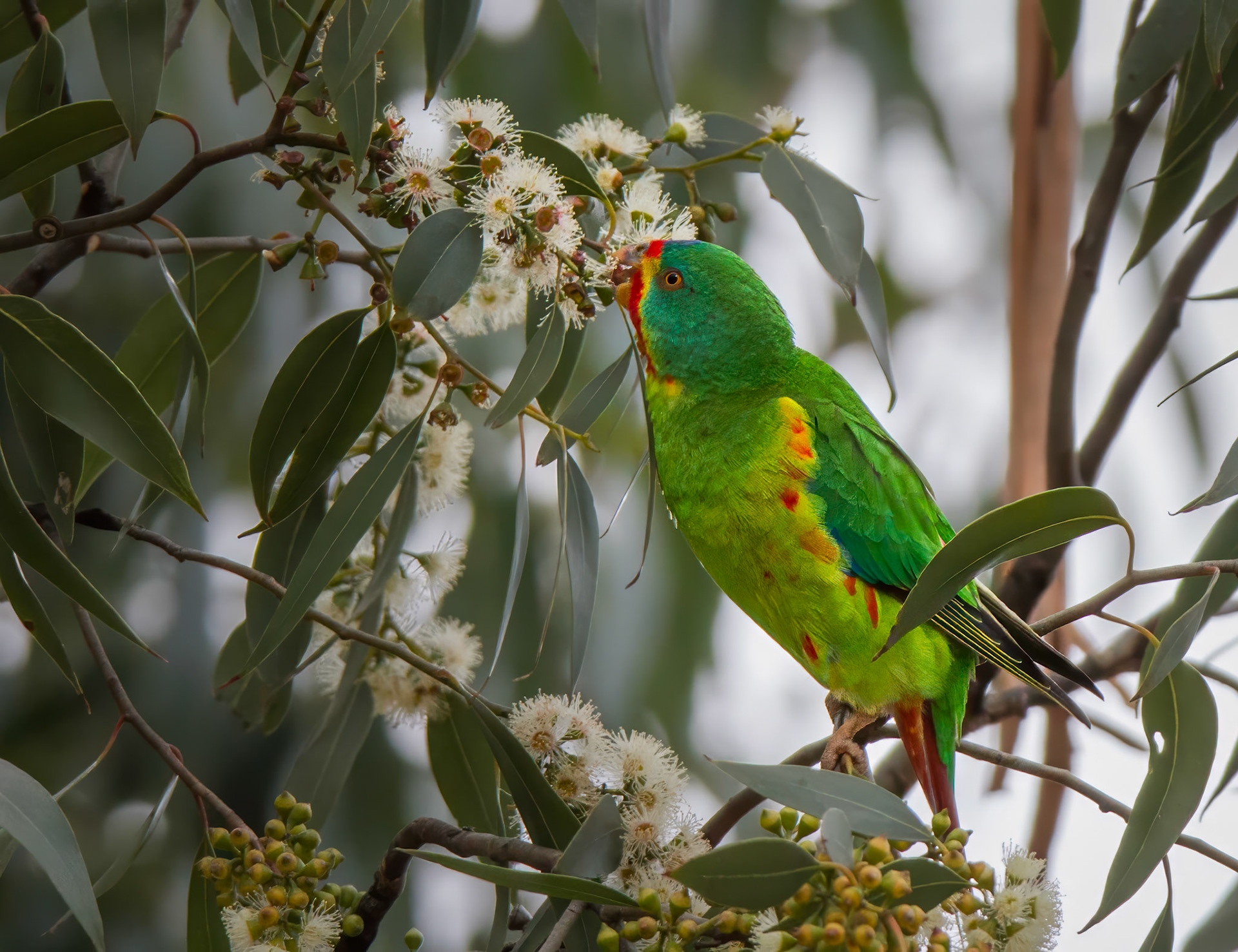 Swift Parrot
