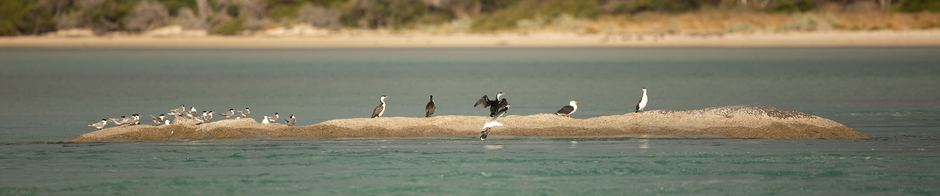 Terns, Cormorants and Gulls