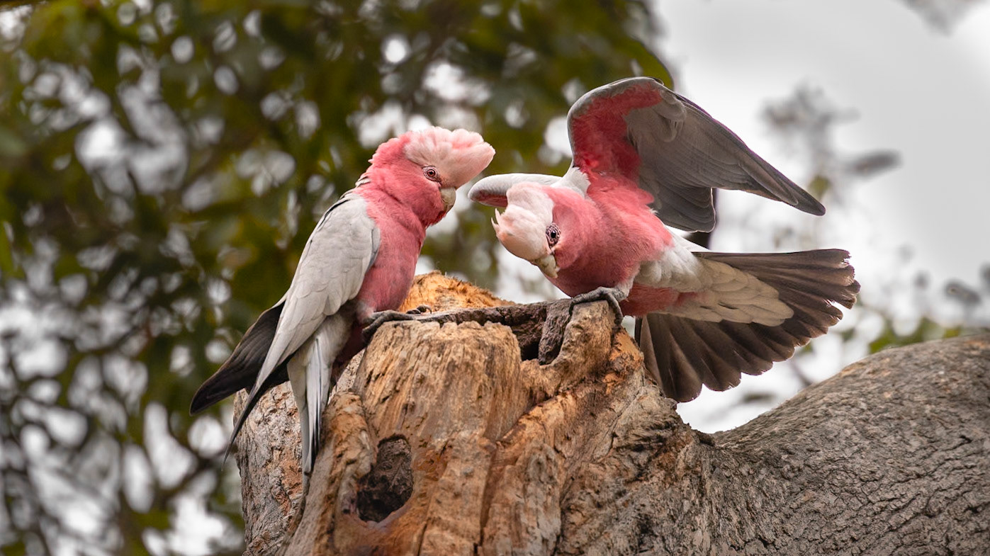 Galah - Castlemaine Botanical Gardens, Victoria, Australia