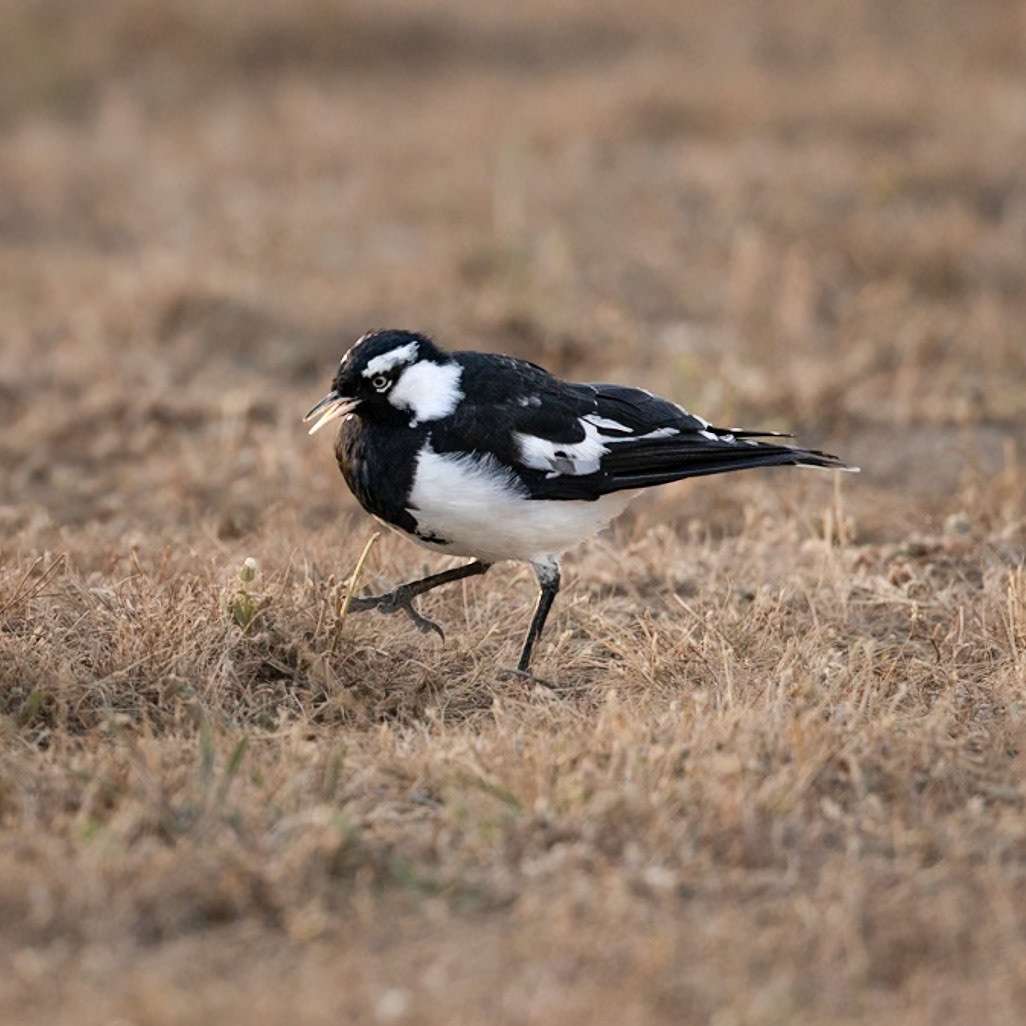 Magpie-lark or Pee Wee - Bellarine Peninsula, Victoria, Australia
