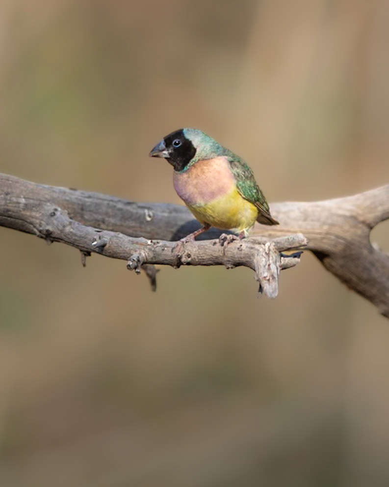 Gouldian Finch (Chloebia gouldiae), black-headed morph, juvenile - The Kimberley, Western Australia