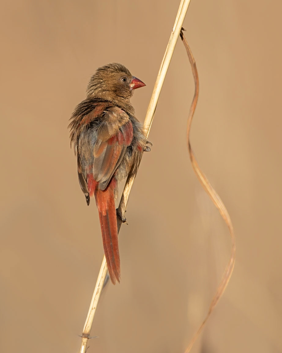 Crimson Finch - Manning Gorge, The Kimberley, Western Australia