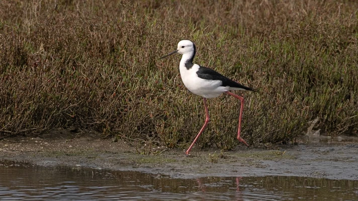 Pied Stilt - Western Treatment Plant, Victoria, Australia