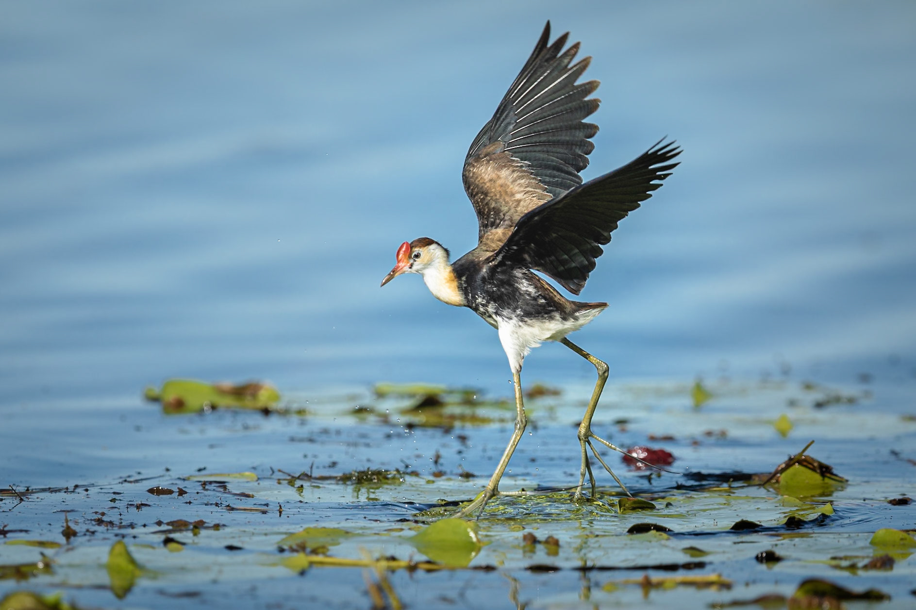 Comb-crested Jacana (Irediparra gallinacea) - The Kimberley, Western Australia