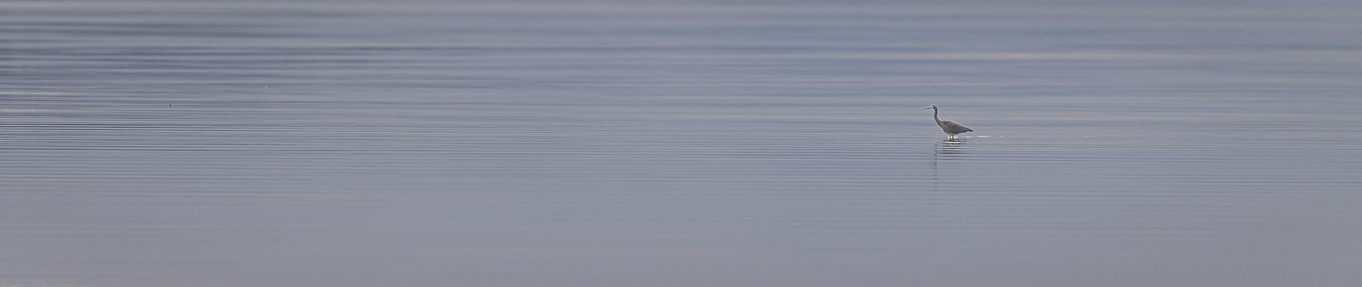 White-faced Heron