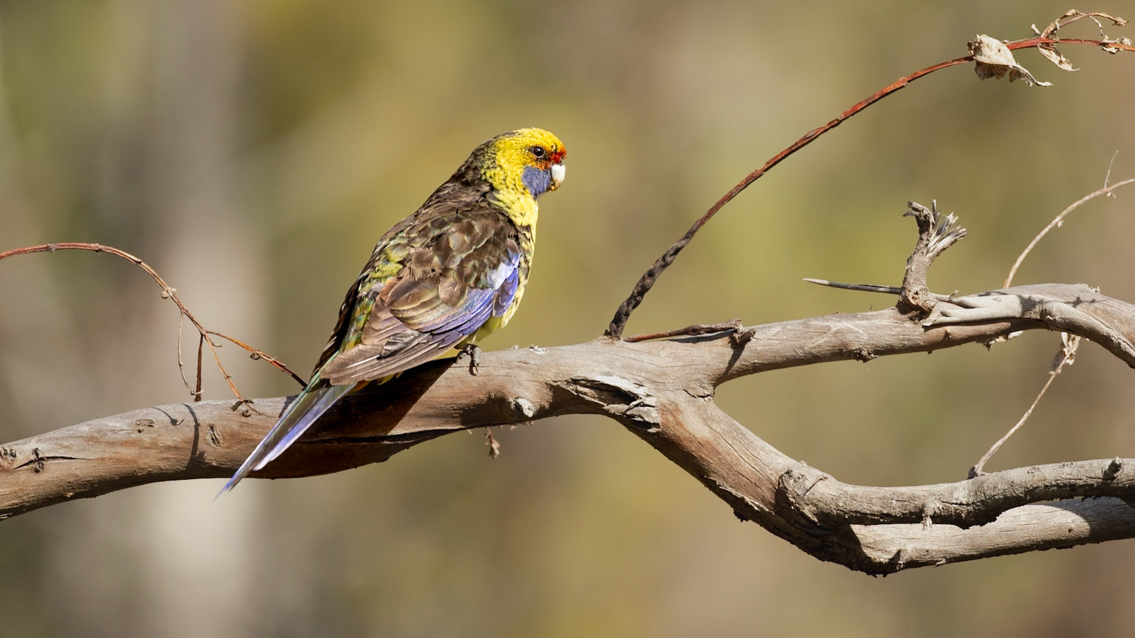 Green Rosella