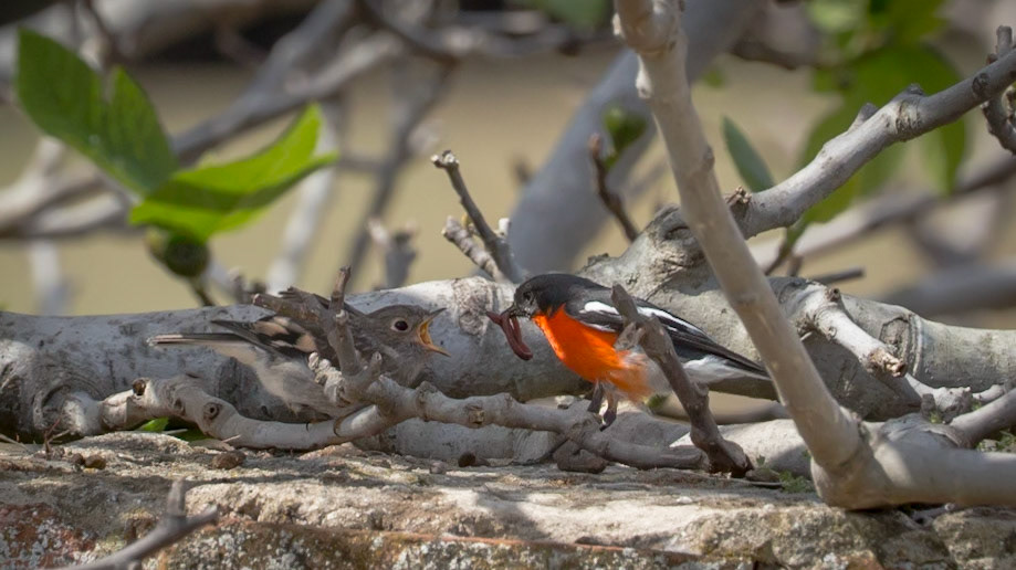 Flame Robin with chick