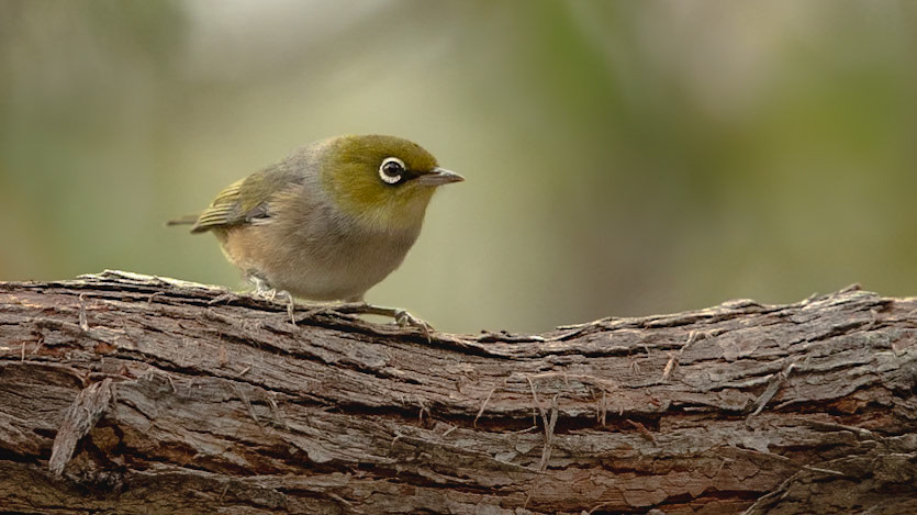 Silvereye