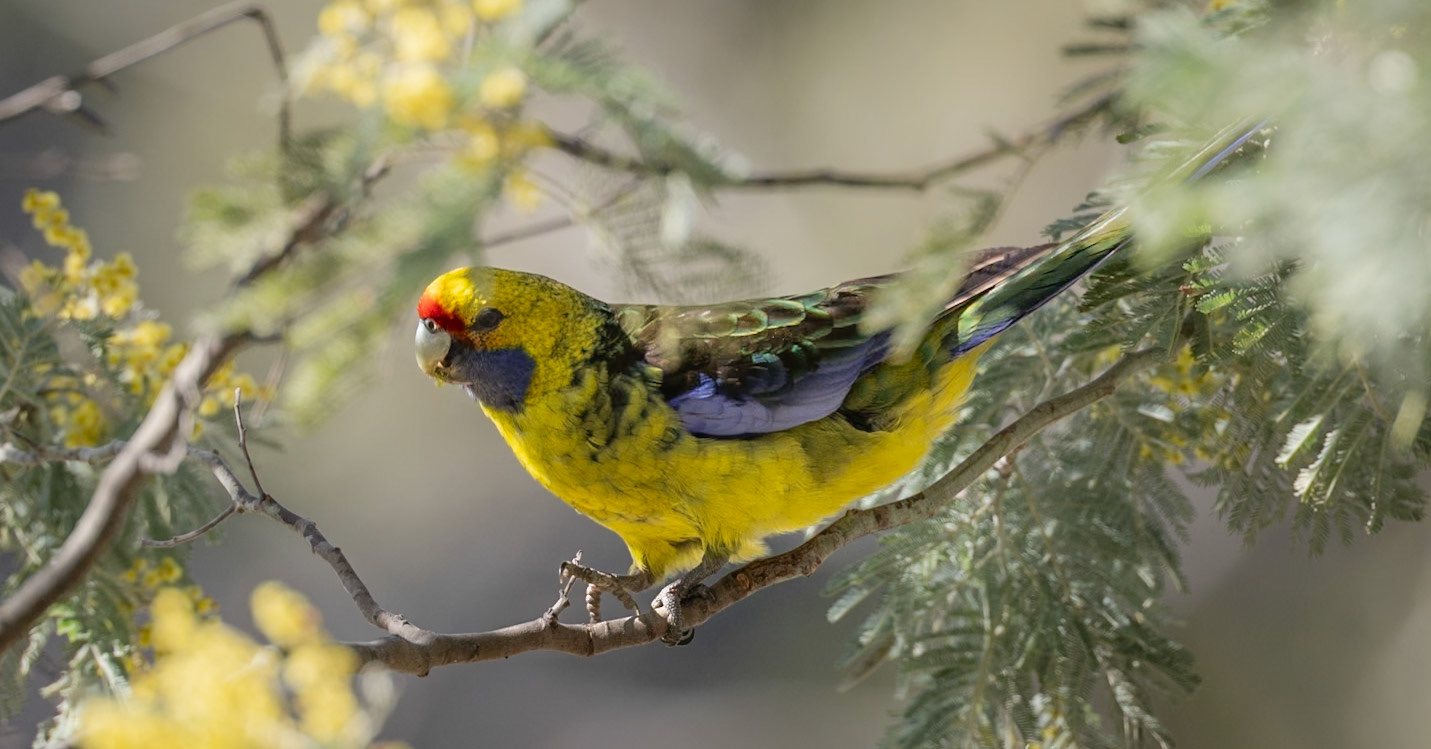 Green Rosella