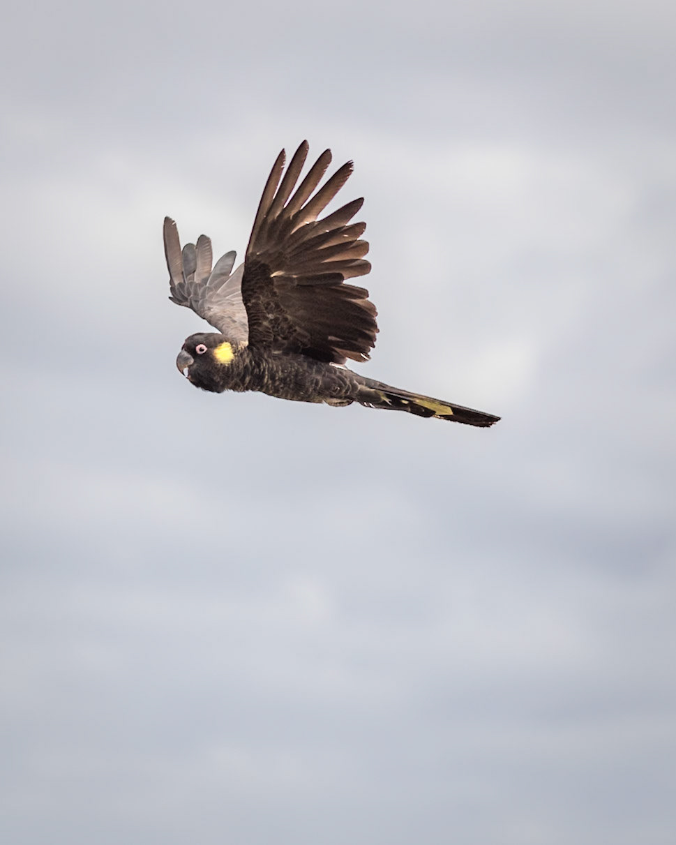 Yellow-tailed Black Cockatoo