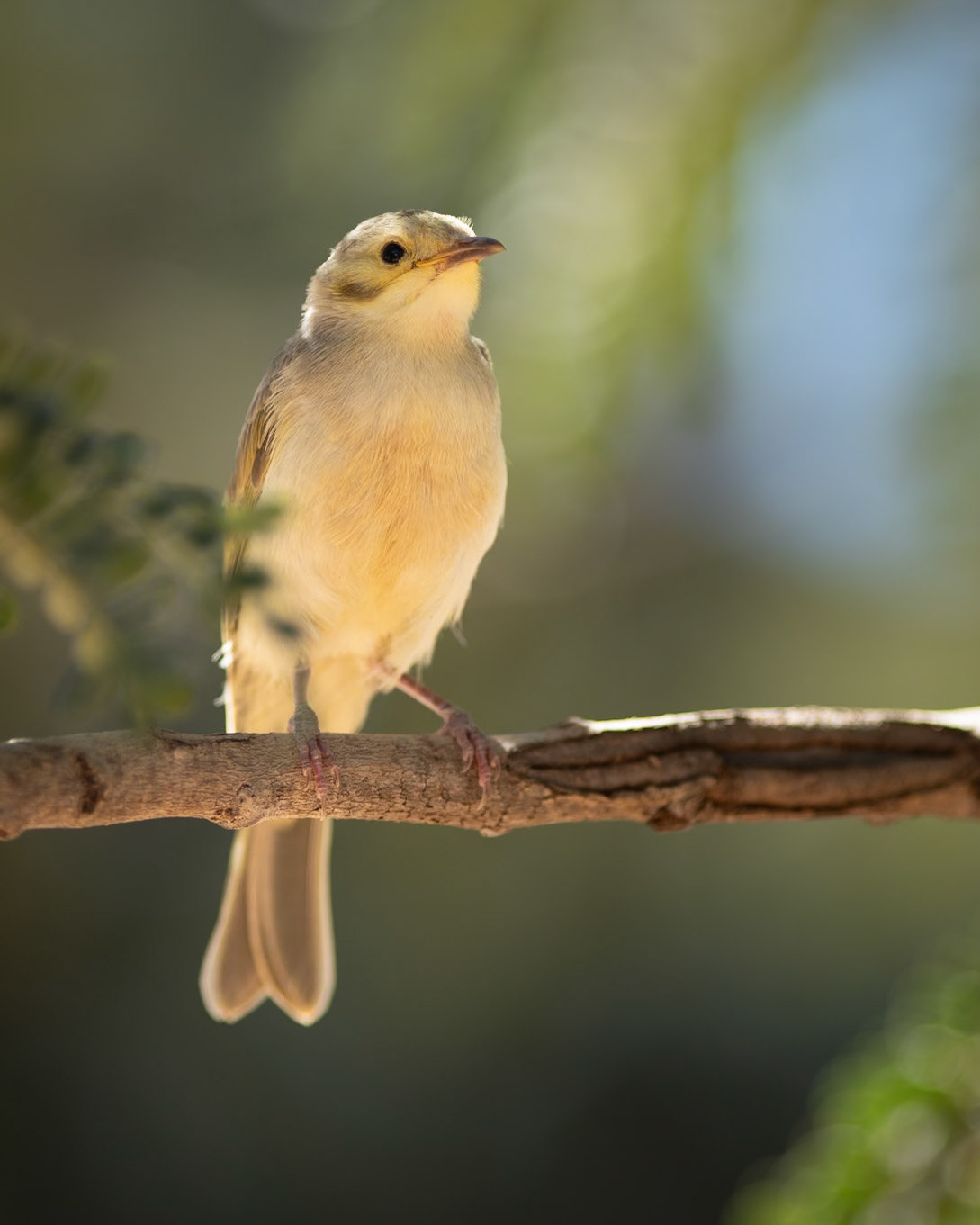 Unknown bird species - Warmun - Western Australia