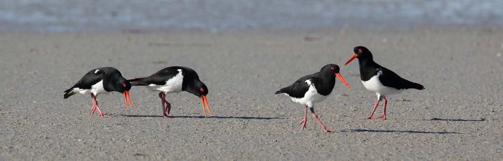 Australian Pied Oystercatcher