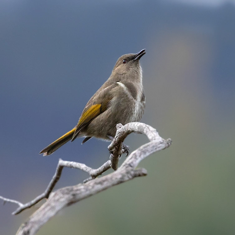 Crescent Honeyeater