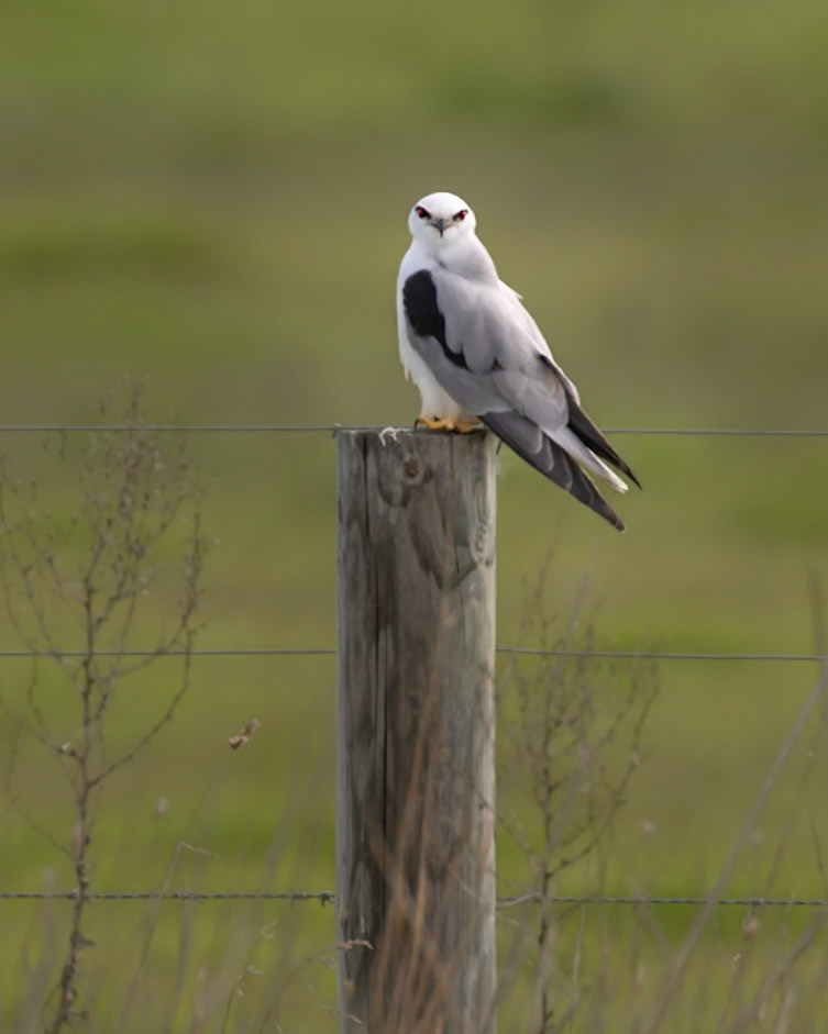 Black-shouldered Kite - Western Treatment Plant, Victoria, Australia