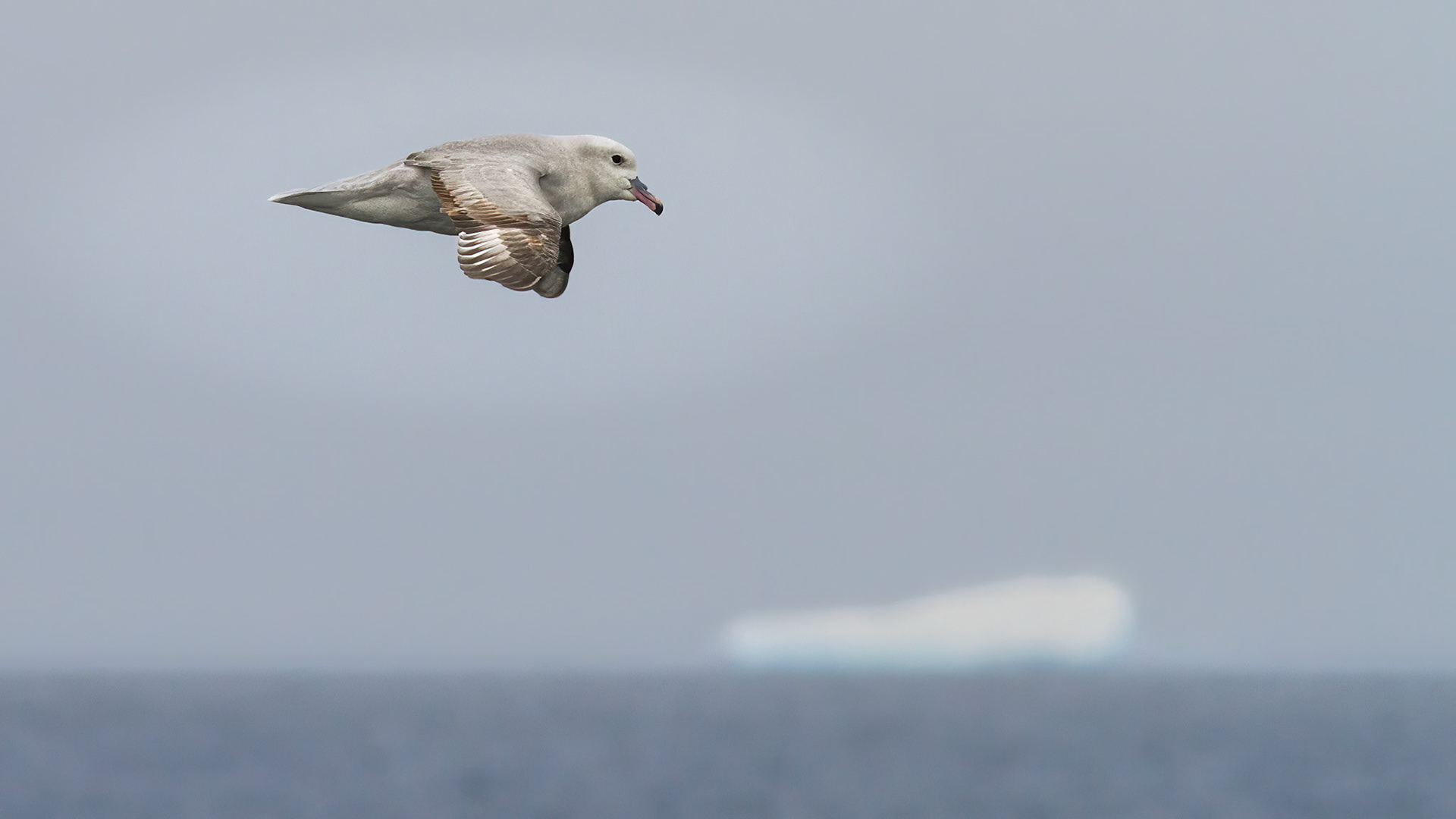Gull species - Weddell Sea
