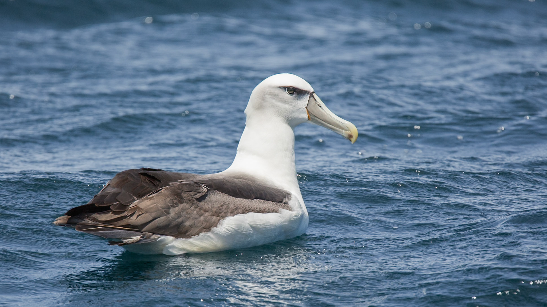 Shy Albatross