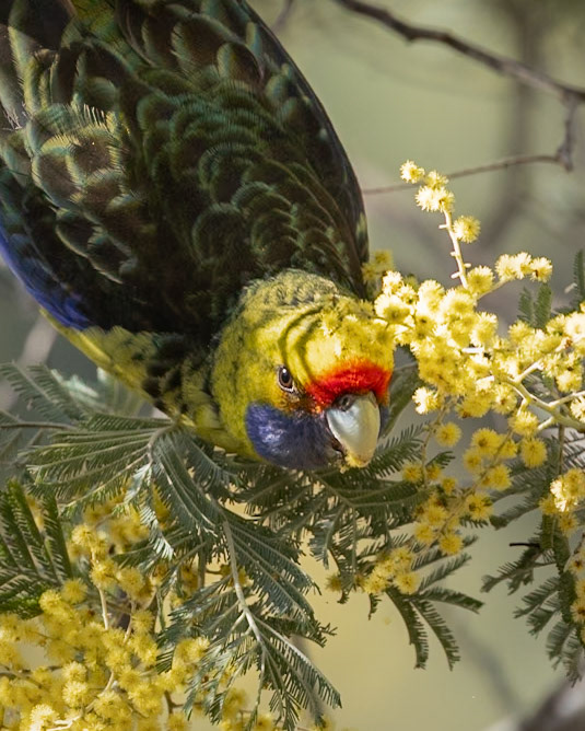 Green Rosella