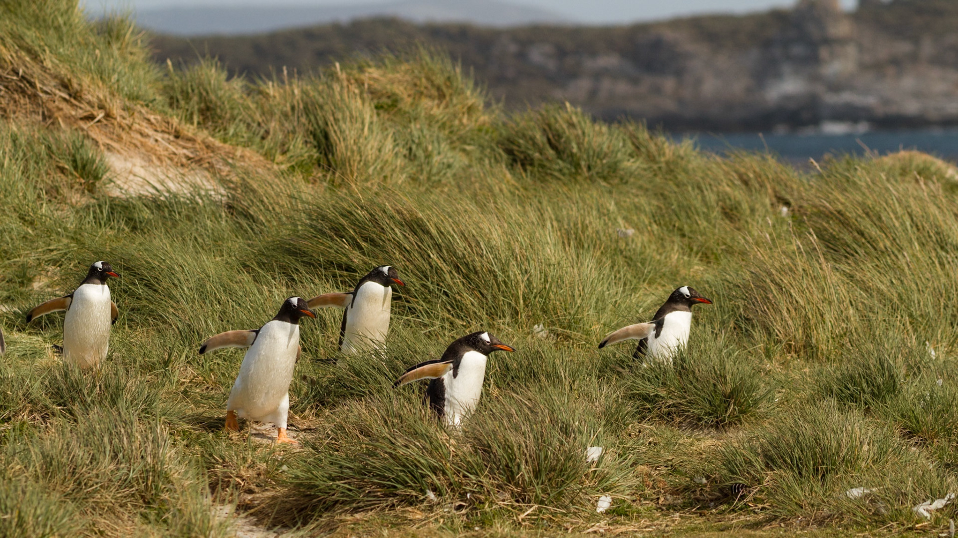 Gentoo Penguins - Leopard Beach - Carcass Island - Falkland Islands (Islas Malvinas)
