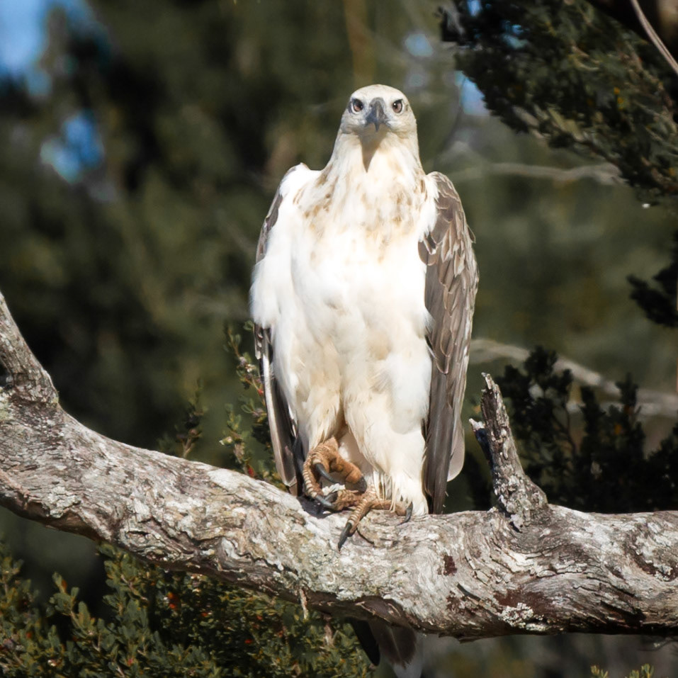 White-bellied Sea-Eagle