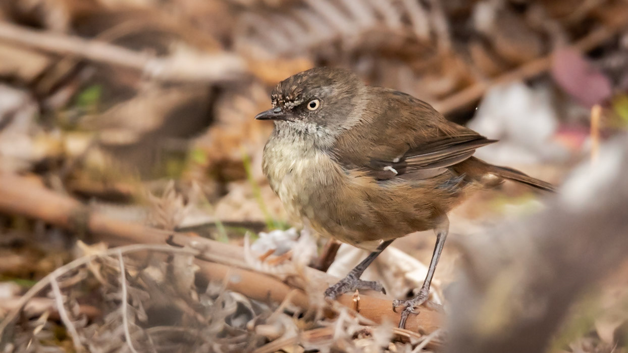 Tasmanian Scrubwren