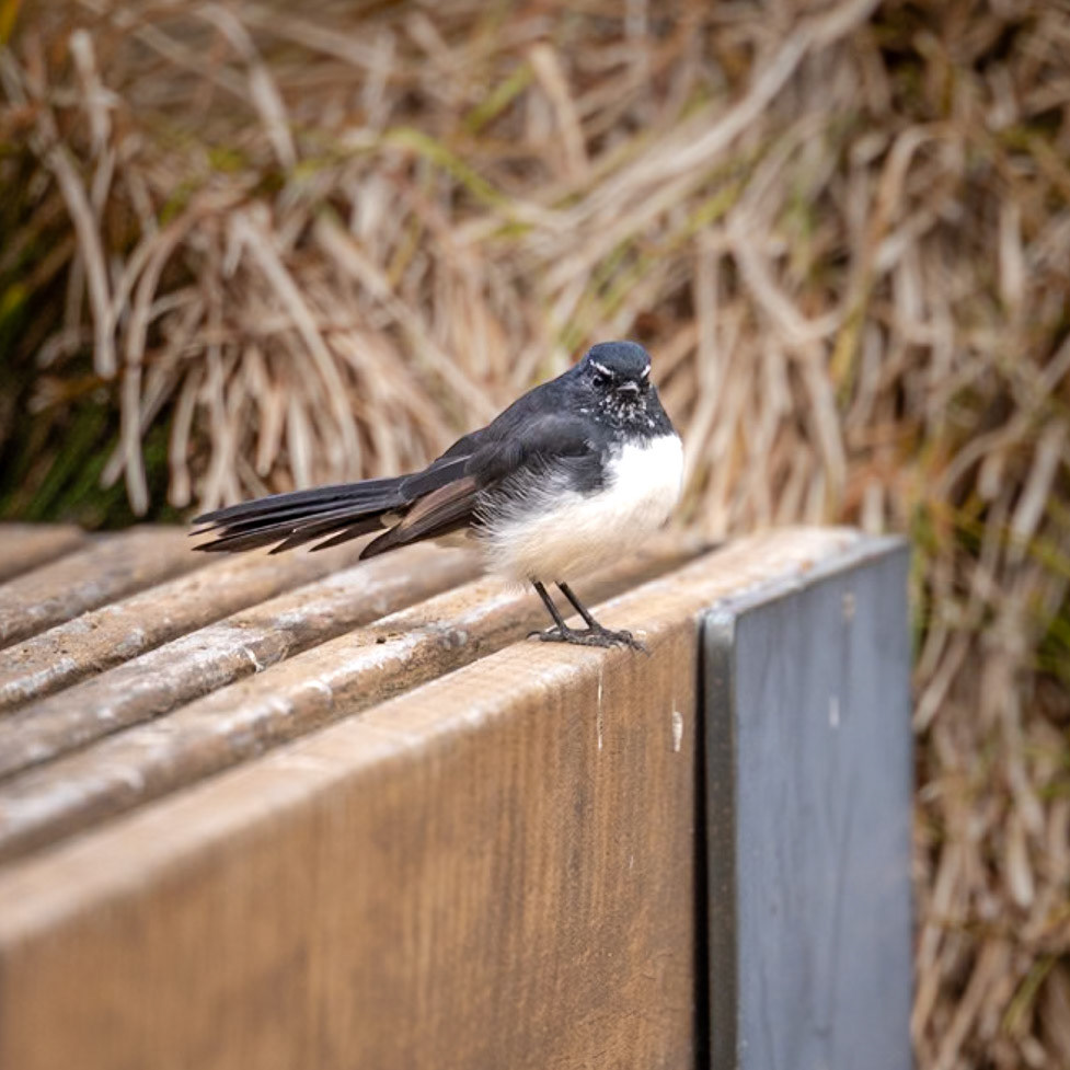 Willy Wagtail - Bellarine Peninsula, Victoria, Australia