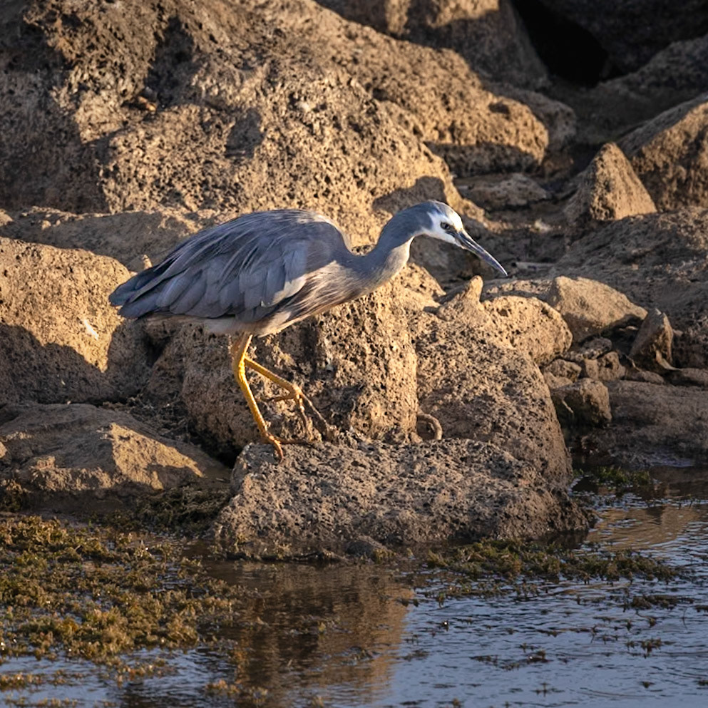 White-faced Heron - Bellarine Peninsula, Victoria, Australia