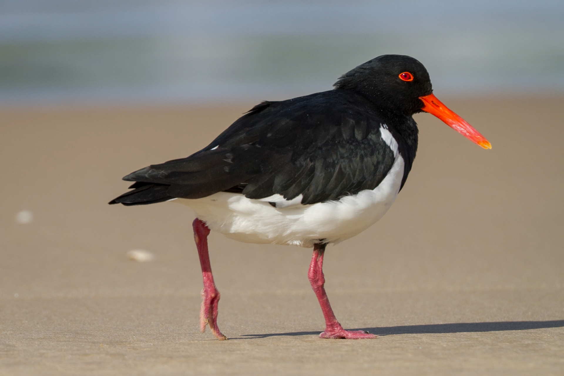 Australian Pied Oystercatcher