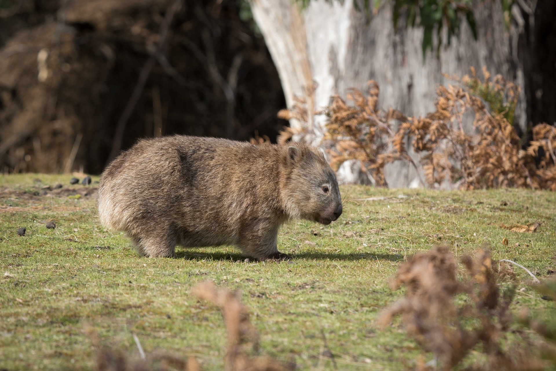Bare-nosed Wombat