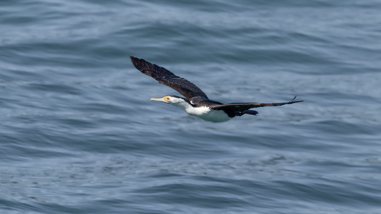 Pied Cormorant - Port Phillip Bay, Victoria, Australia