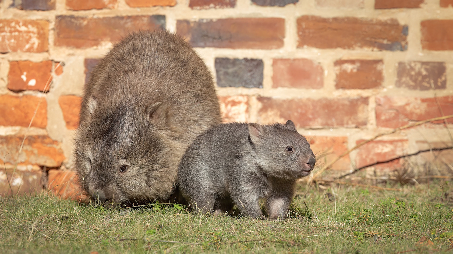 Bare-nosed Wombat mum and joey out playing and grazing - Maria Island, Tasmania