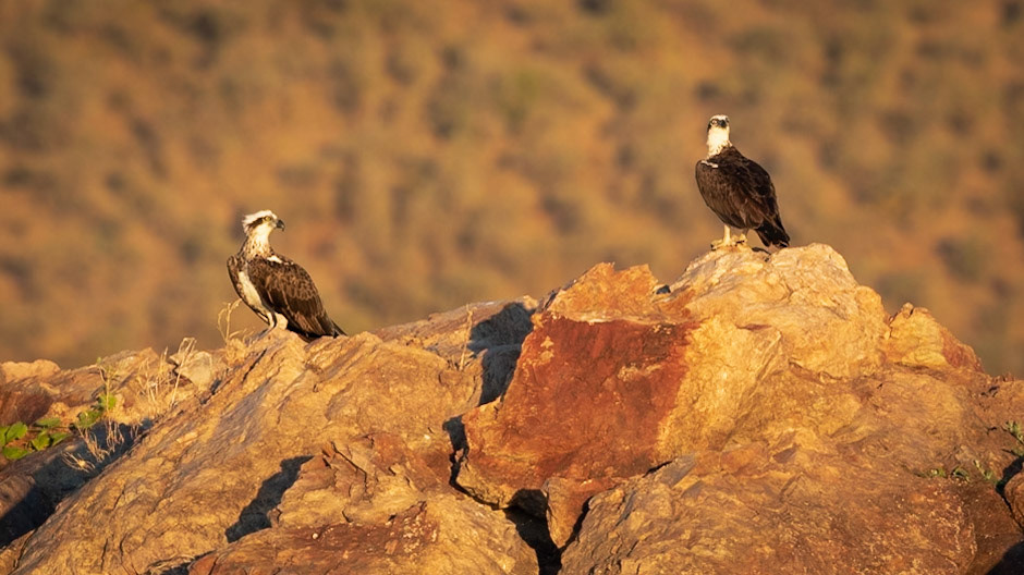 Eastern Osprey (Pandion haliaetus cristatus), male and female - Lake Argyle, The Kimberley, Western Australia
