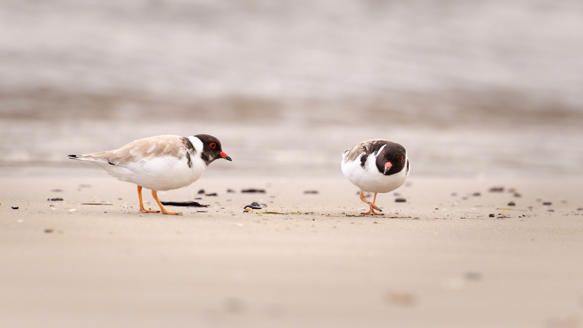 Hooded Plover - Maria Island, Eastcoast Tasmania, Australia