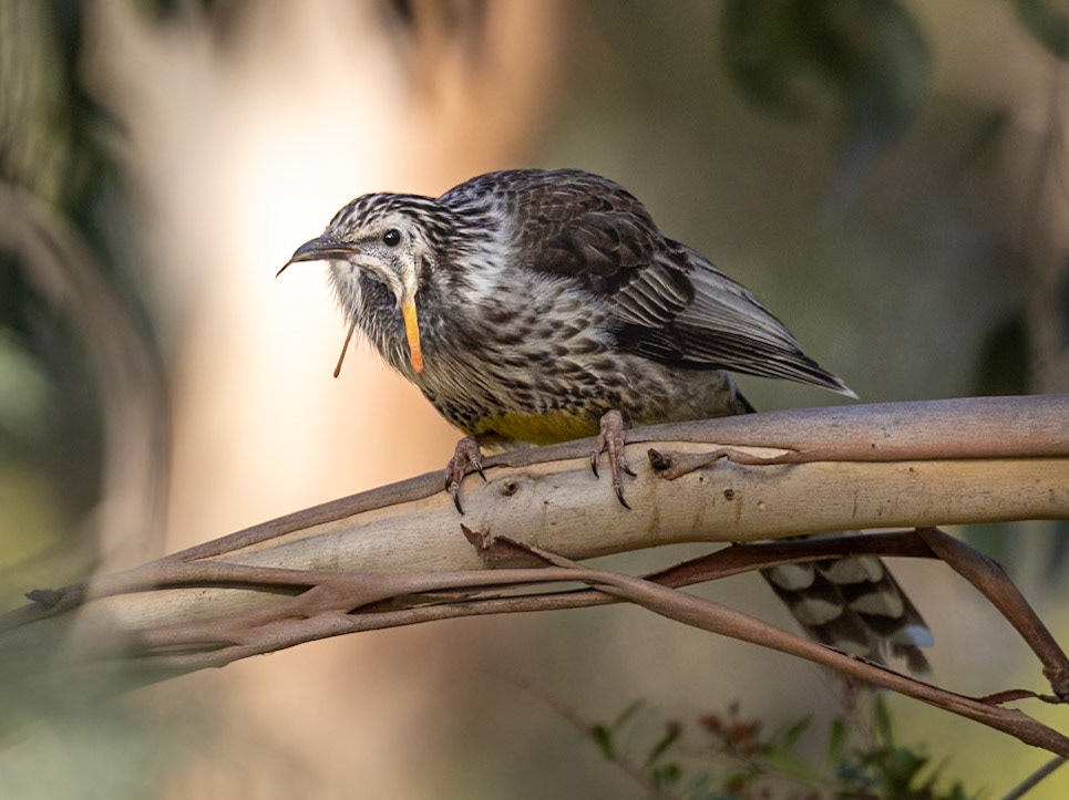 Yellow Wattlebird