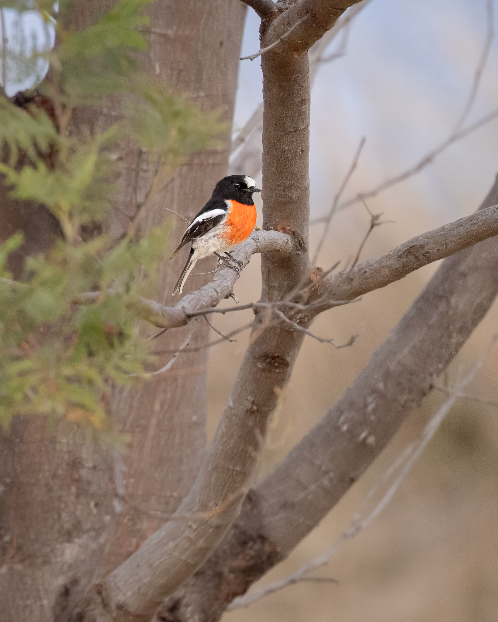 Scarlet Robin, male