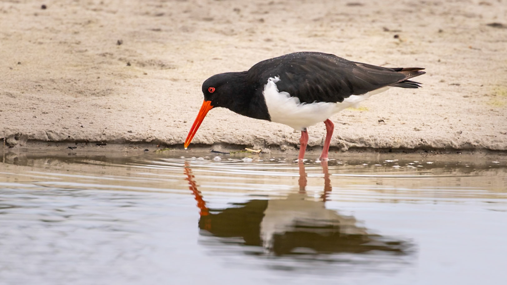 Australian Pied Oystercatcher - Maria Island, Eastcoast Tasmania, Australia