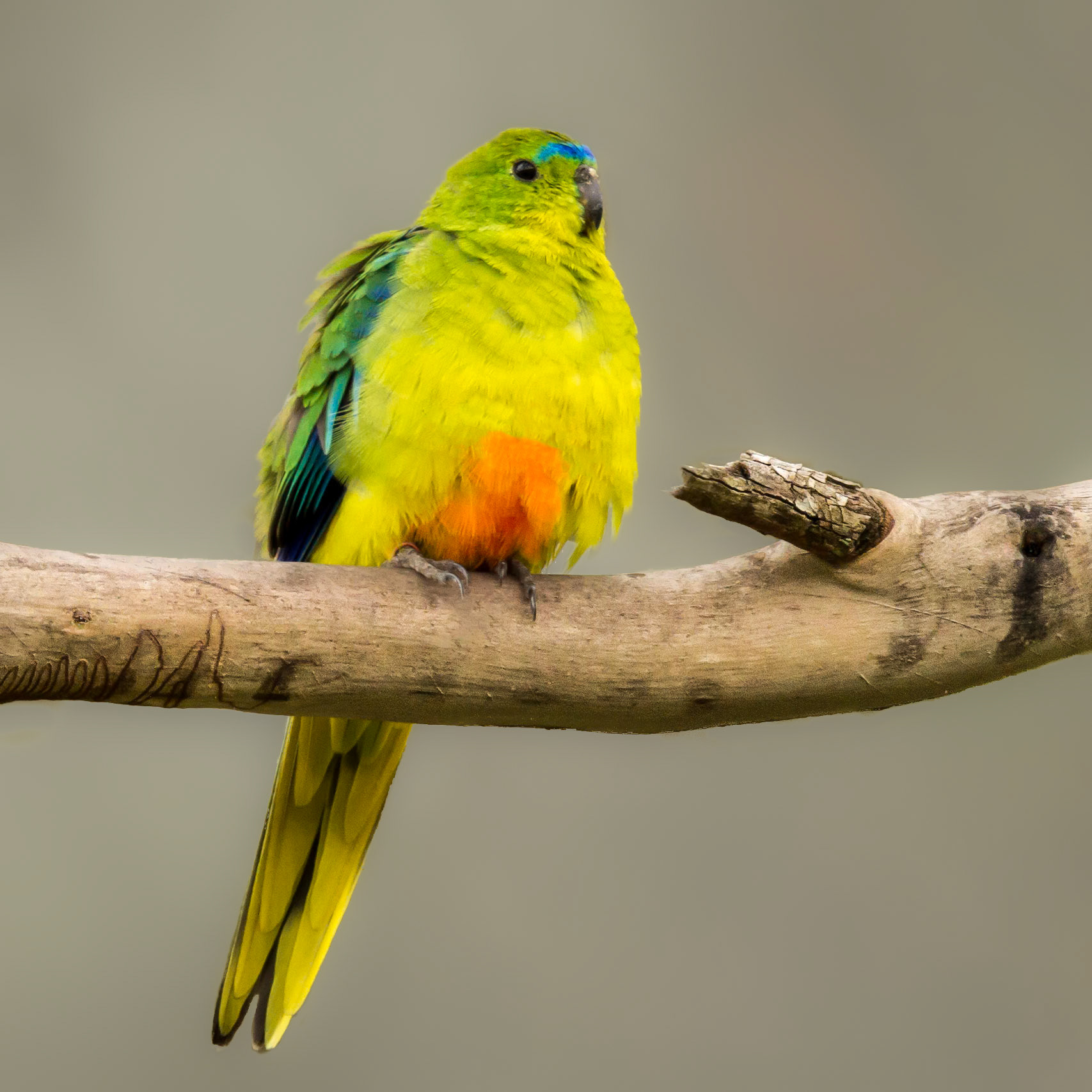 Orange-bellied Parrot