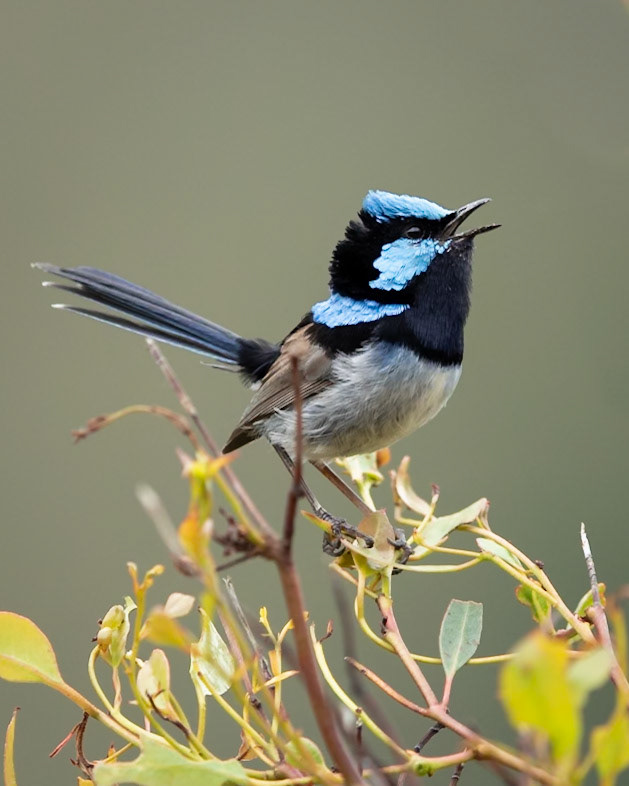 Superb Fairy-wren
