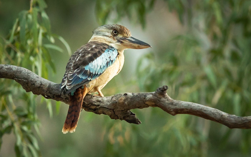 Blue-winged Kookaburra - Windjana Gorge, The Kimberley, Western Australia