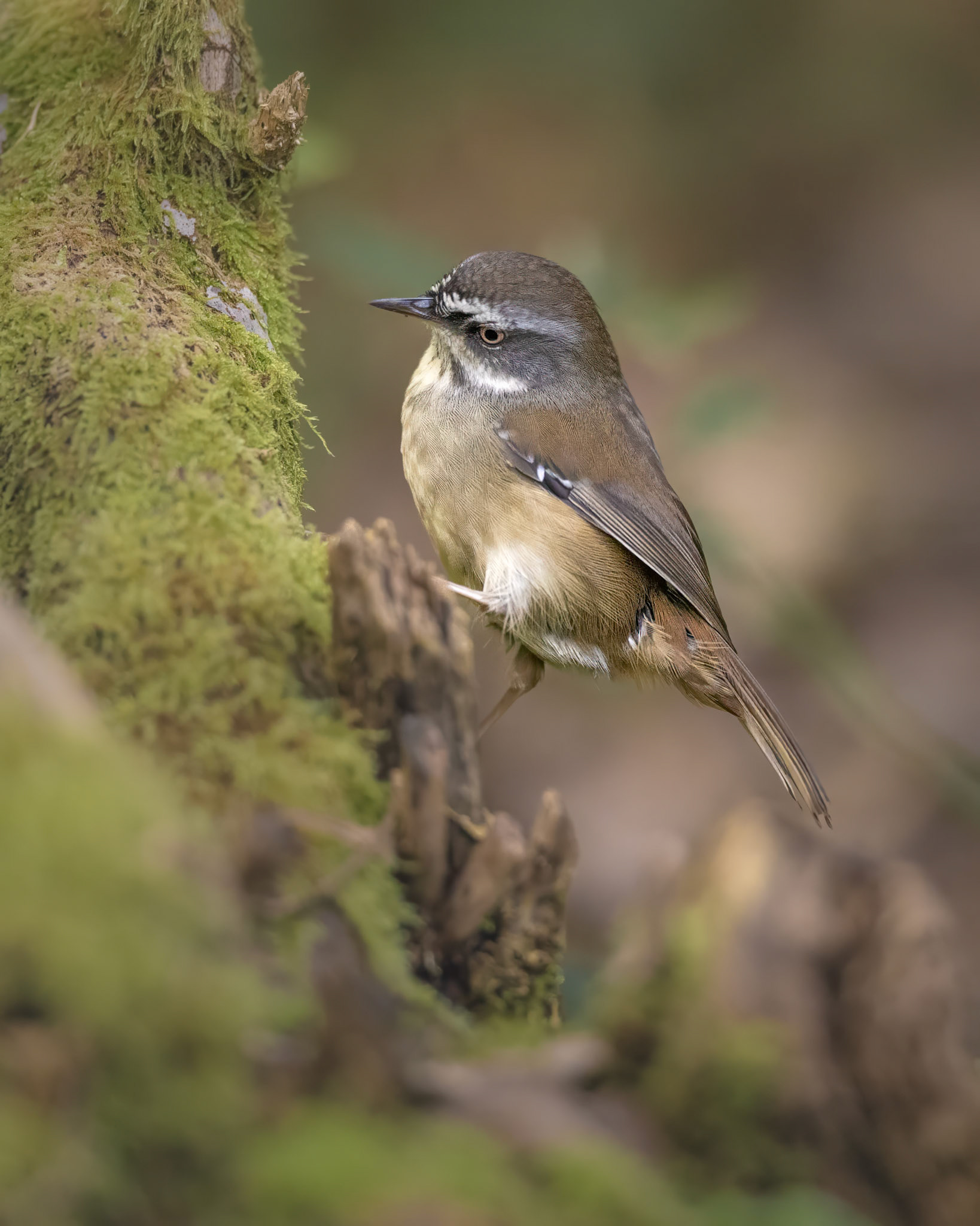 White-browed Scrubwren - Sherbrooke, Victoria, Australia