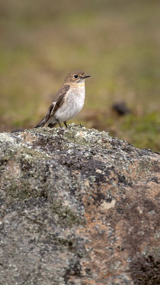 Flame Robin (female)