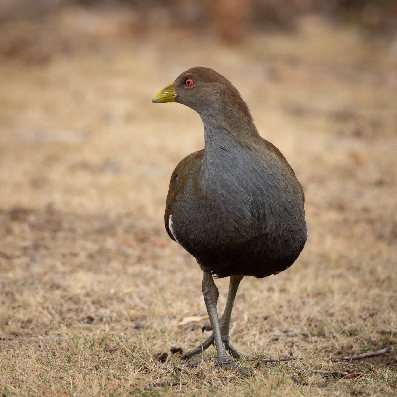 Tasmanian Native Hen