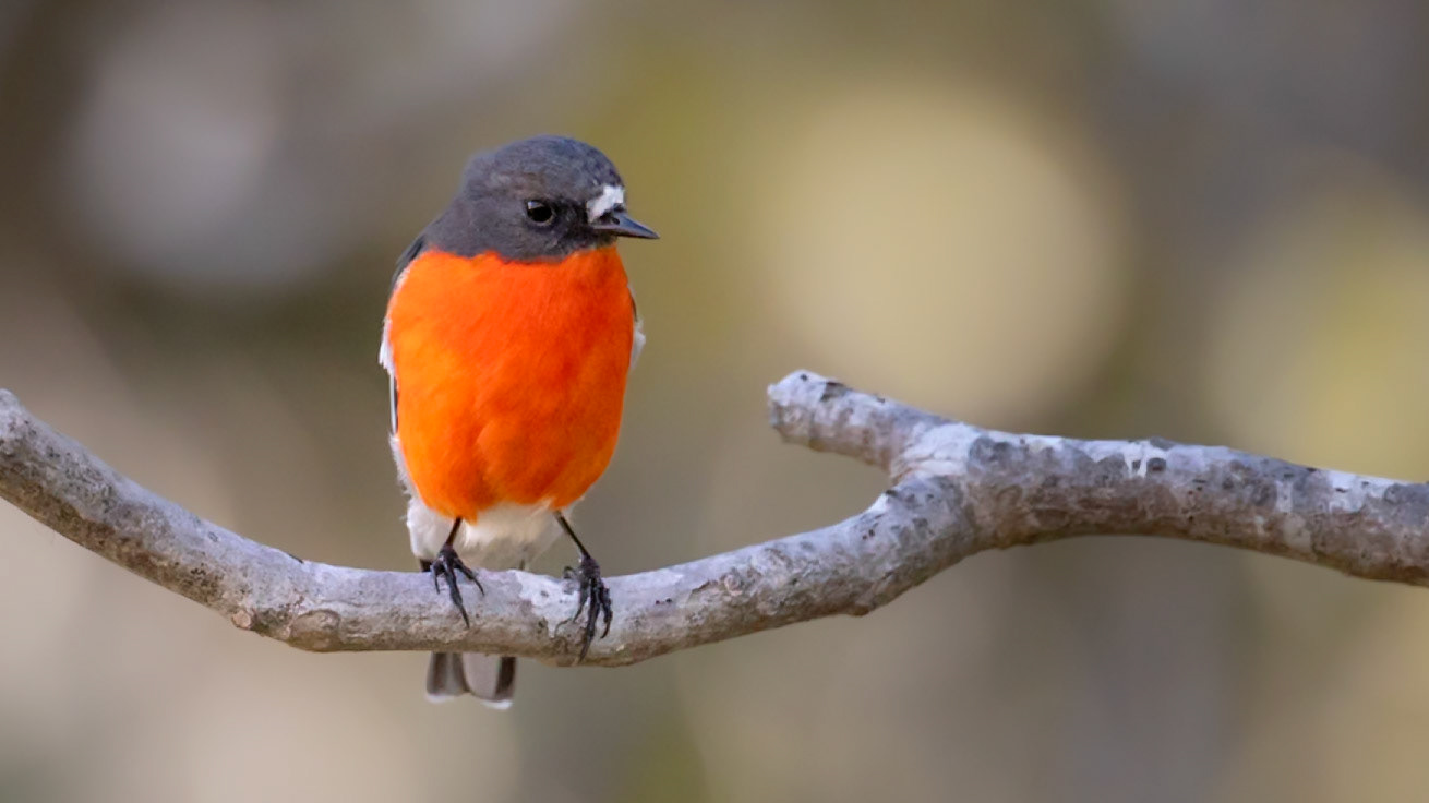 Flame Robin, male