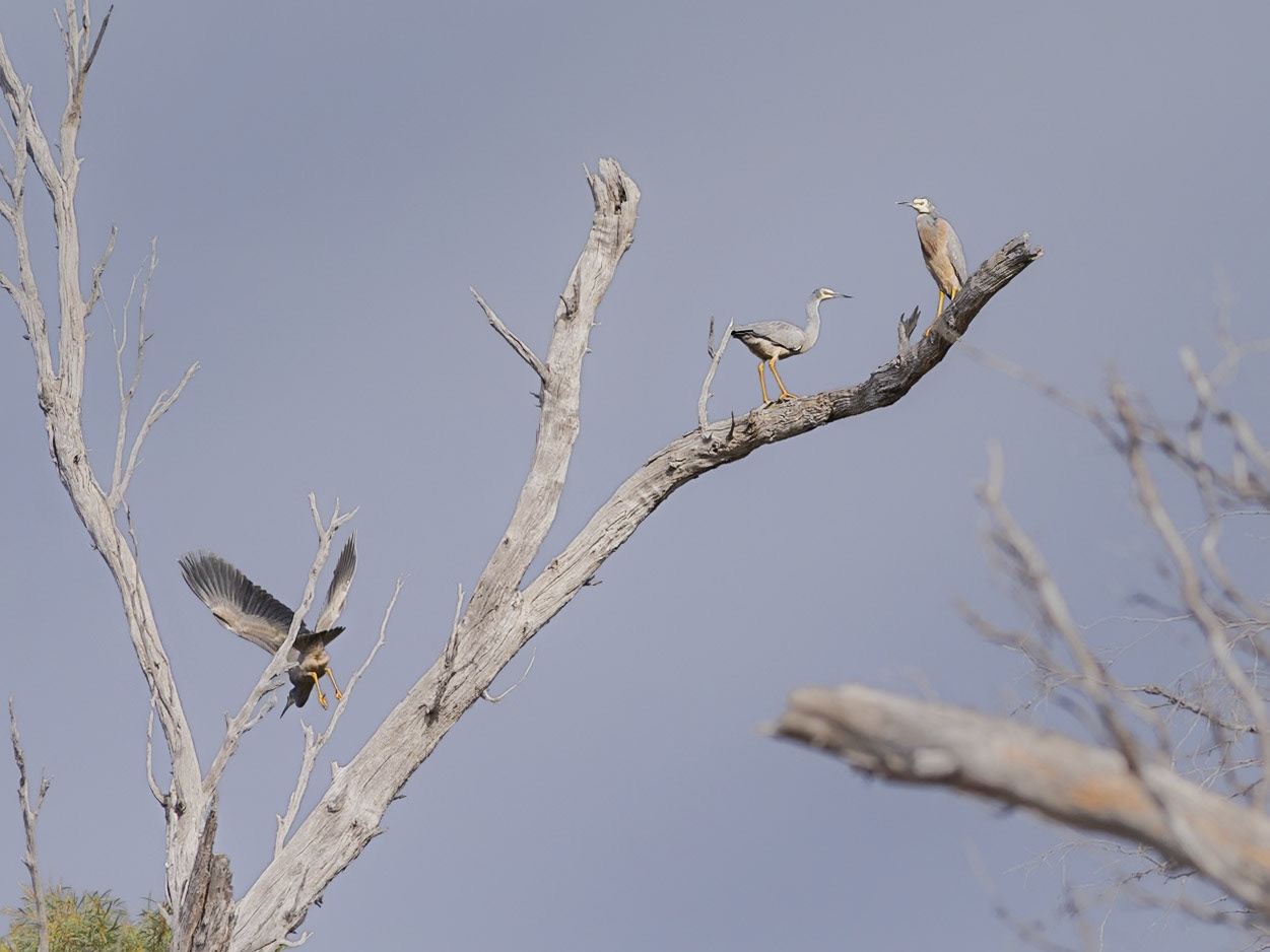 White-faced Heron