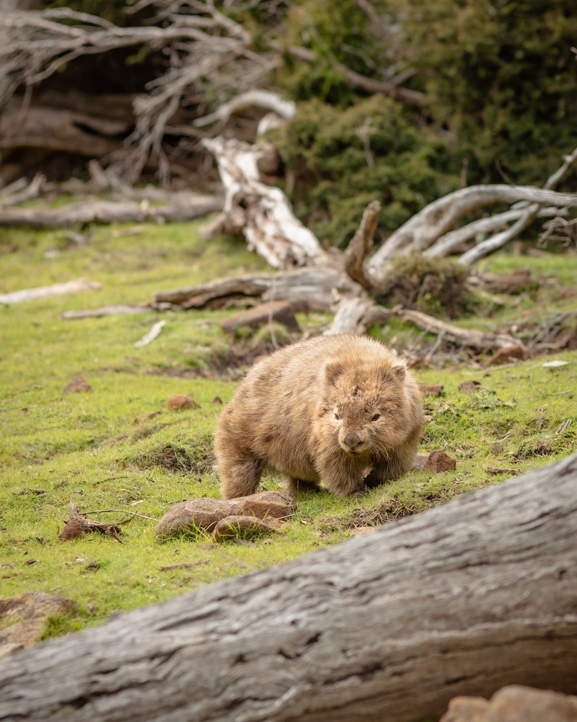 Wombat a-wandering in Tasmania