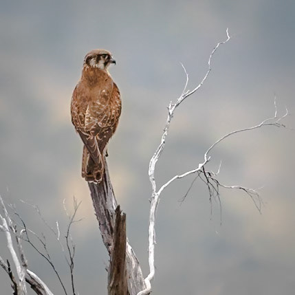 Brown Falcon