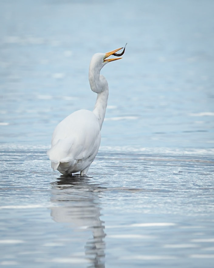 Eastern Great Egret