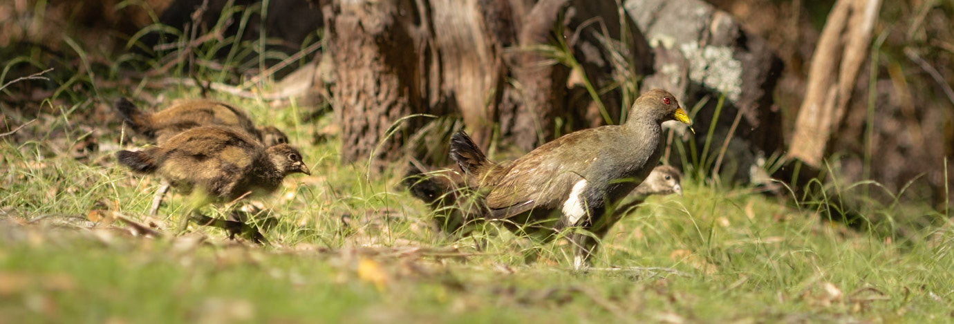 Native Hen