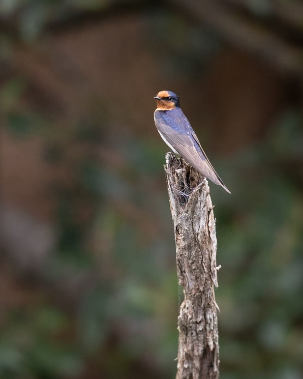 Welcome Swallow